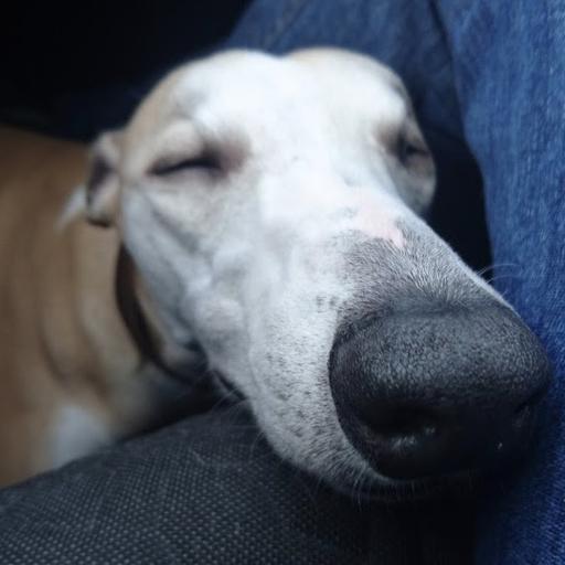 Avatar von -ill-Ashes