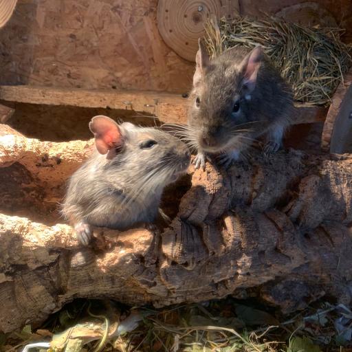 Avatar von Kampfzwerg